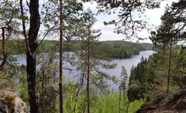 Kesäinen näkymä korkealta vuorelta. Etualalla mäntyjä, taustalla järvi ja saaria tai vastarantaa.