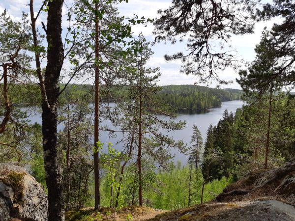 Kesäinen näkymä korkealta vuorelta. Etualalla mäntyjä, taustalla järvi ja saaria tai vastarantaa.