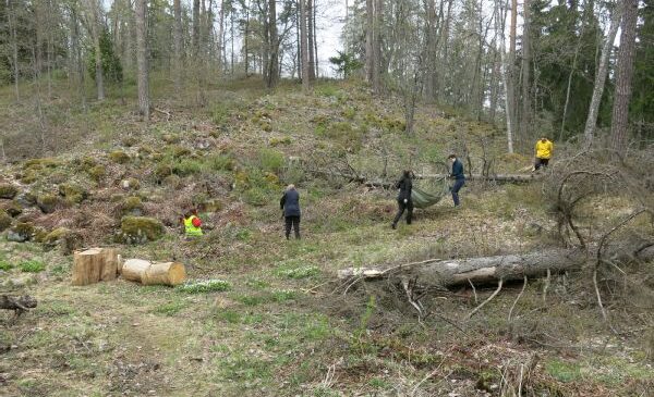 Ihmisiä työskentelemässä vesakonraivaustalkoissa keväisessä metsässä.