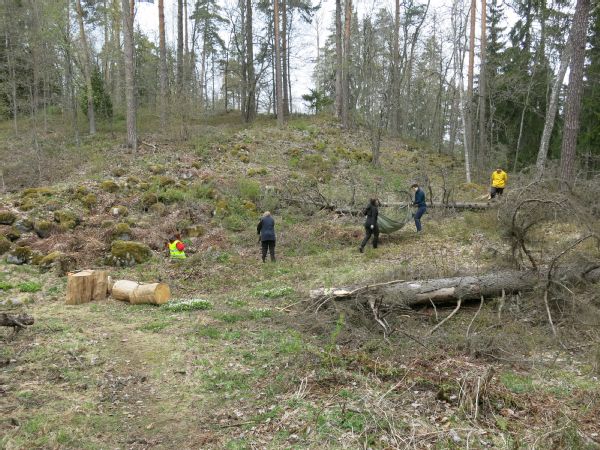 Ihmisiä työskentelemässä vesakonraivaustalkoissa keväisessä metsässä.